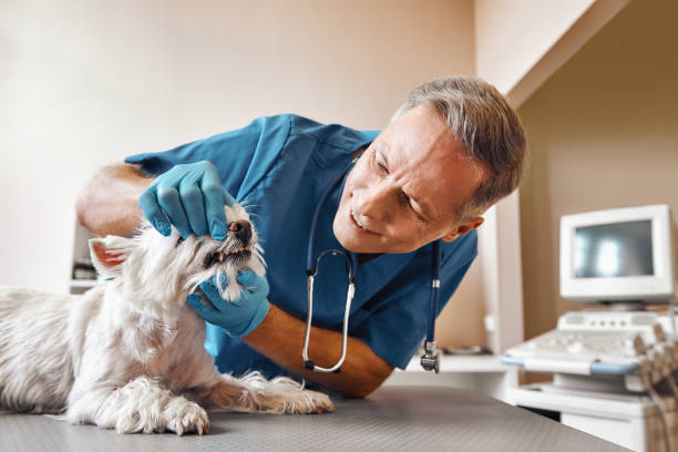 Best Emergency Dental Care for Abscessed Tooth in Silt, CO